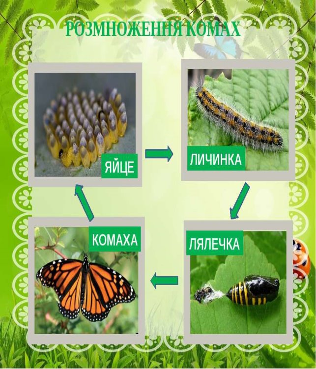 РОЗМНОЖЕННЯ ТВАРИН - презентація з біології